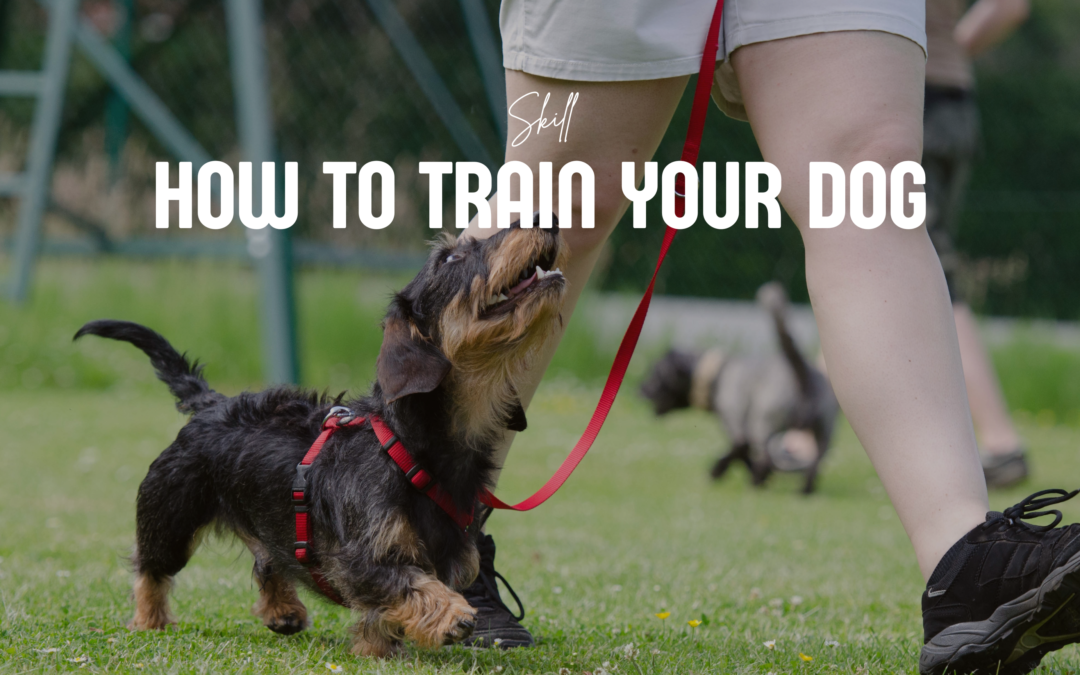 How to train your dog